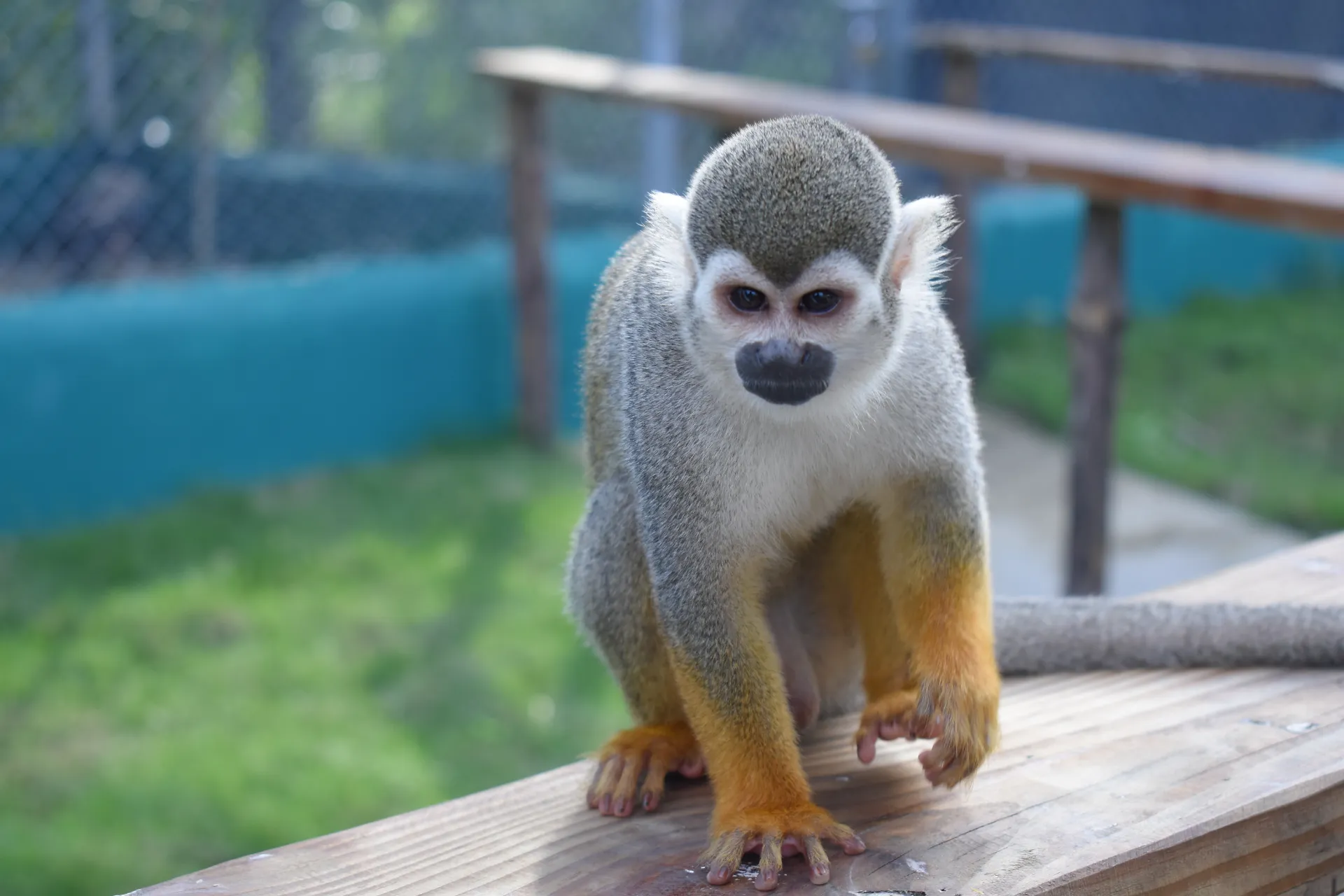 Monkeys Home — image 3